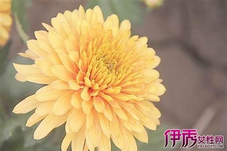 有哪些菊花适合盆栽种植哪些菊花适合盆栽种植？