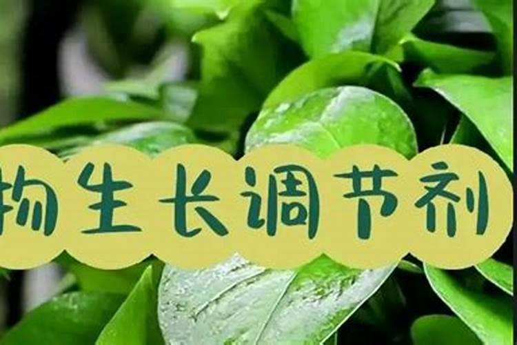 掌握生长之钥：植物生长调节剂的正确施用技术