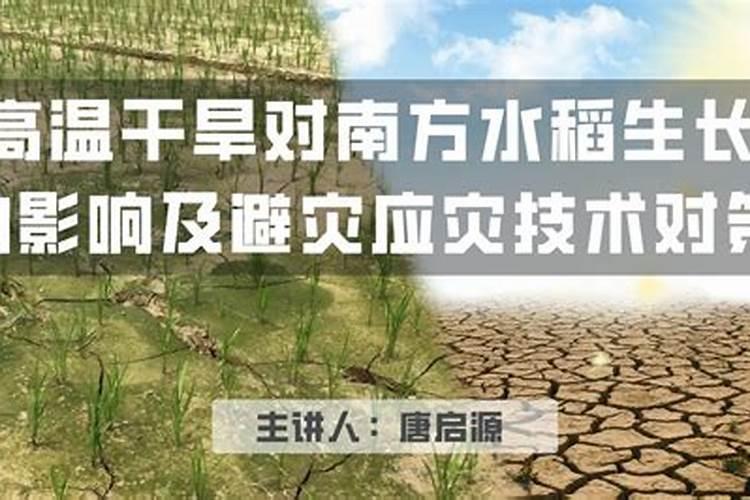 秋高温对棚菜的影响与应对