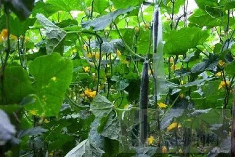 高温、强光,越夏蔬菜该如何应对？