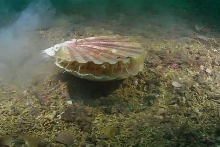 你知道微生态在扇贝育、保苗中是如何应用的吗？