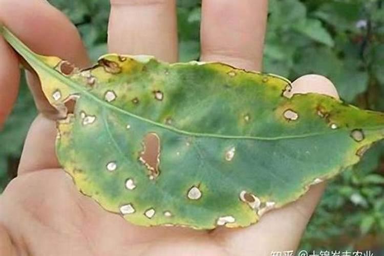香蕉疮痂病有什么症状？如何预防？
