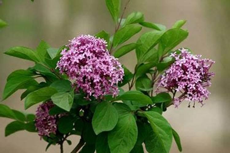 丁香花叶子发蔫是什么原因呢？怎么解决呢？