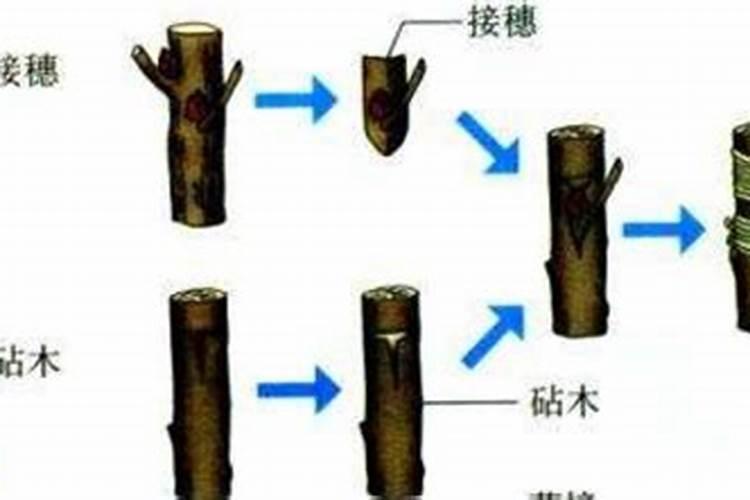 梨树用什么树嫁接当砧木？