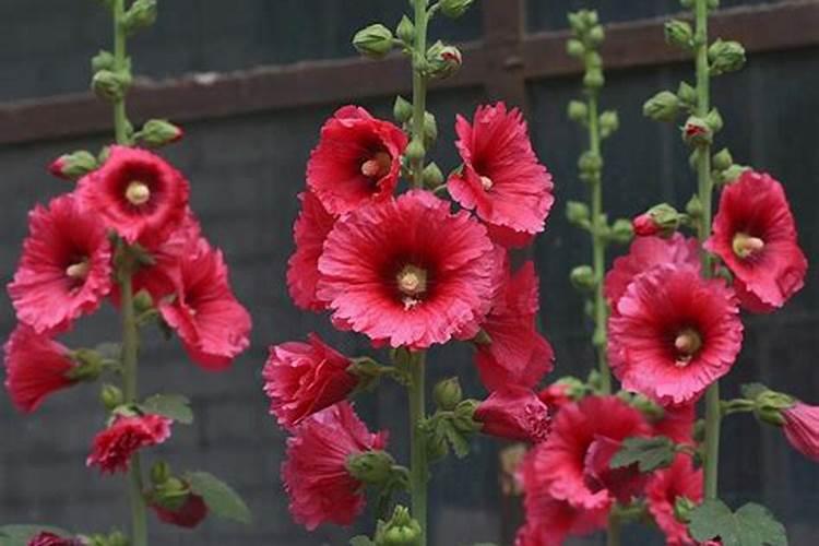 蜀葵花是什么？蜀葵花的养殖方法介绍