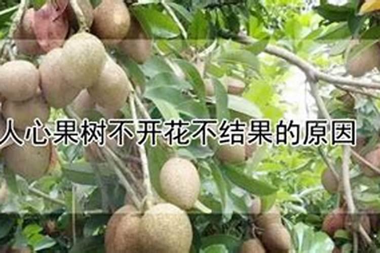 人心果树不开花不结果的原因