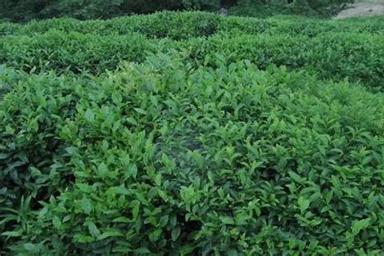 苦丁茶矮化密植高产技术
