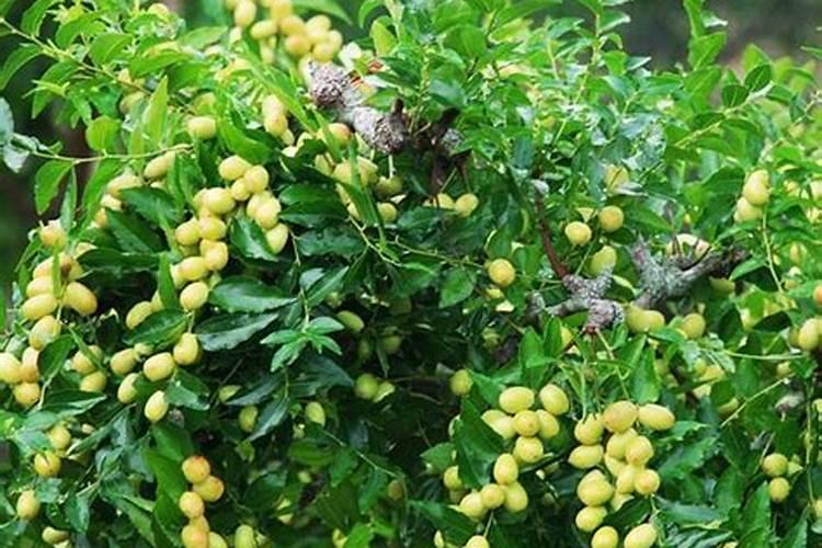 枣树施肥怎么做？枣树的施肥方法！