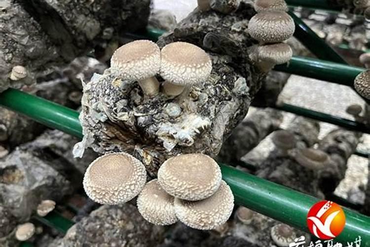 揭秘：大棚花菇培育技术，实现高效农业的新突破