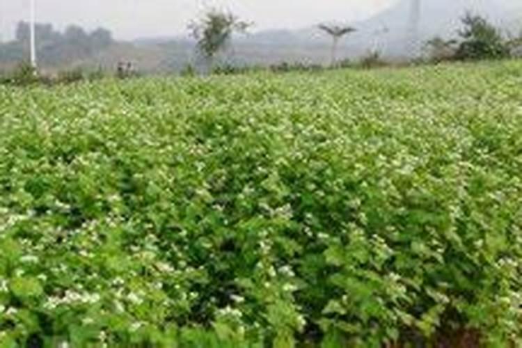 荞麦的种植技术及管理方法？