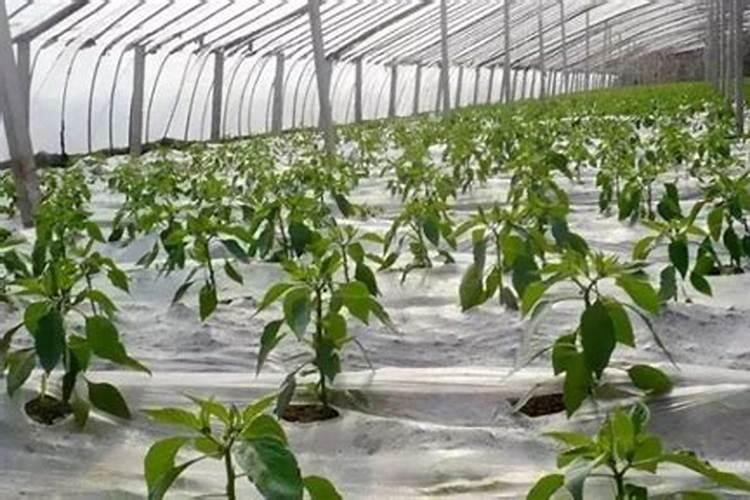冬季大棚蔬菜的守护者：灾害管理要点解析