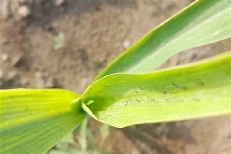 噻虫嗪可防治哪些害虫？
