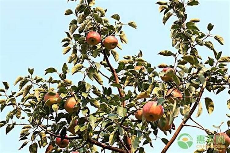 苹果炭疽病症状表现及防治办法？