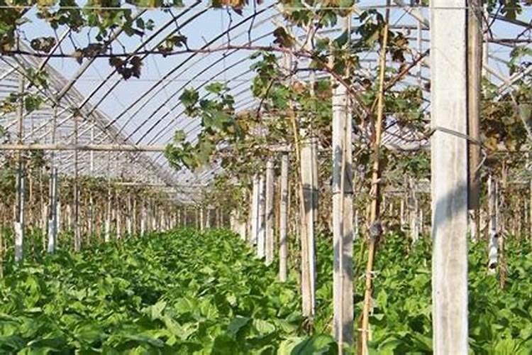 无花果田间管理新措施：提升产量与品质的关键