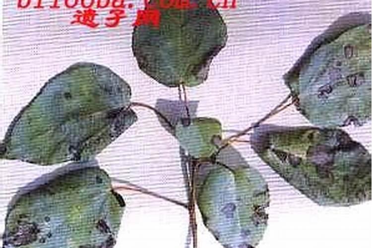 绿意盎然：园林植物褐斑病的防治策略详解
