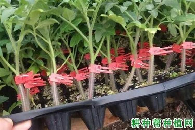 防治苗期病害应把好苗床管理
