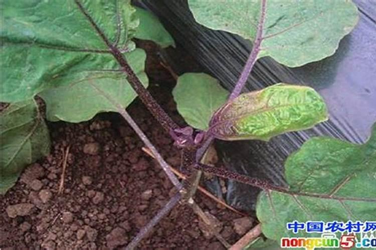 茄子徒长有哪些危害？如何预防茄子徒长？