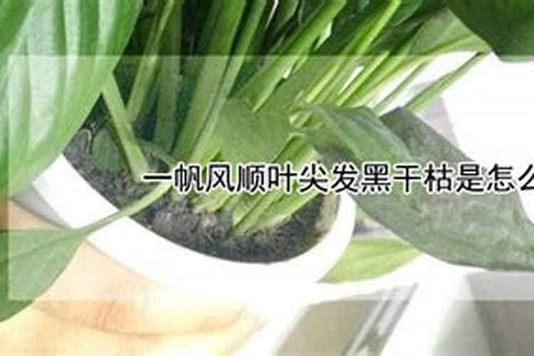 水培一帆风顺叶尖发黑是怎么回事？