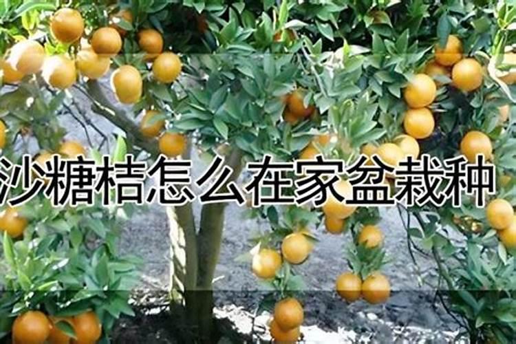 沙糖桔怎么高产种植？沙糖桔苗种时间及病虫害防治