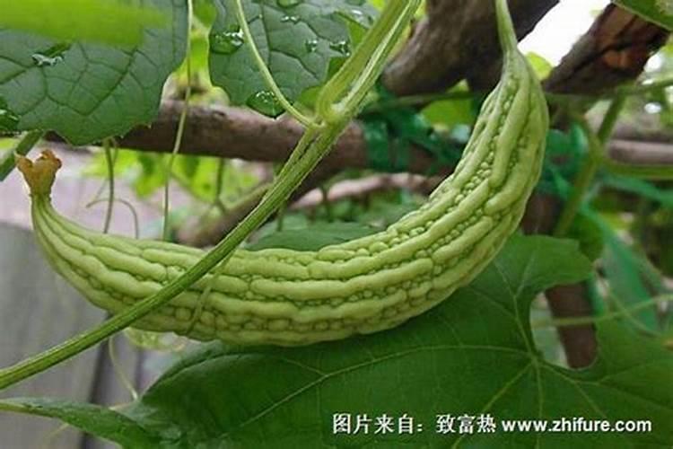 苦瓜软腐病症状？