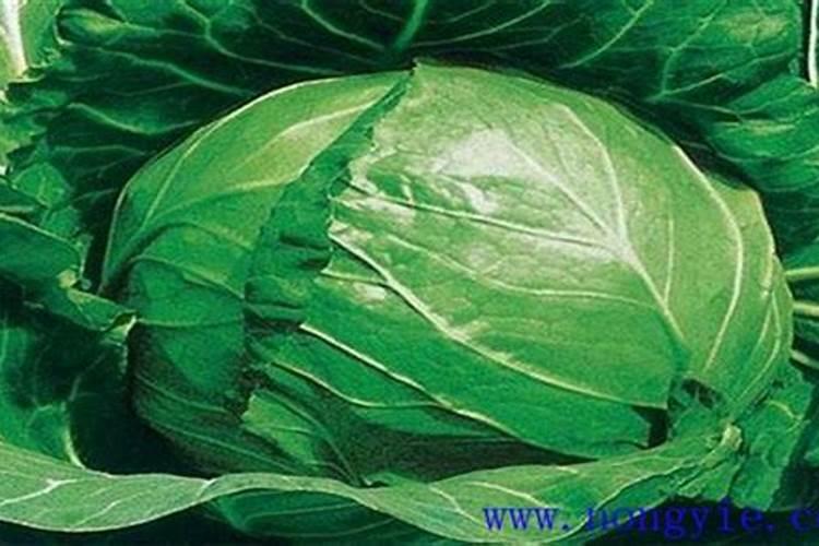 造成甘蓝裂球的原因是什么？