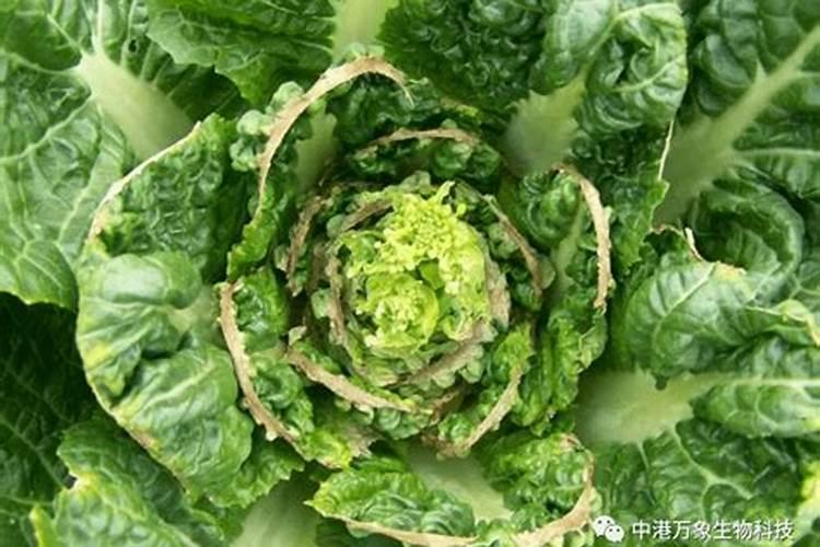 夏季蔬菜缺钙时该如何补施肥料？