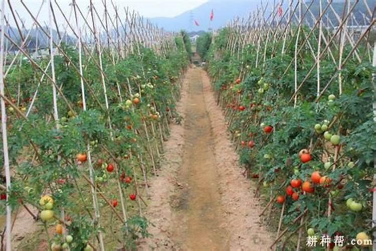 番茄露地种植的土壤条件是什么？