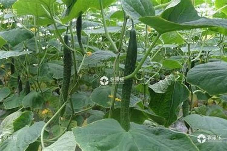 黄瓜化瓜的原因及防治措施