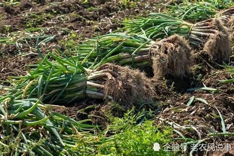 大葱如何种植高产大葱的高产栽培方法？