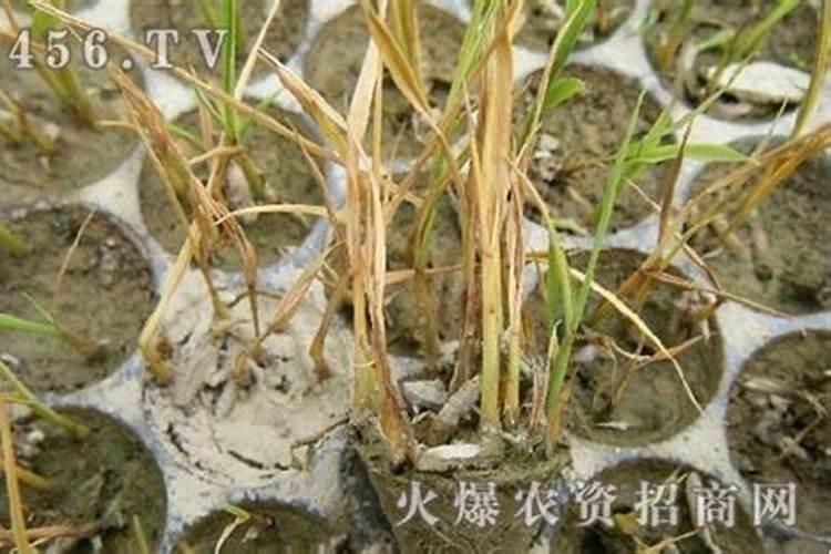 水稻秧田期立枯病症状及防治方法？