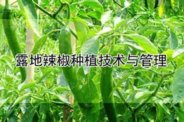 五月份露地辣椒管理的关键策略与实践