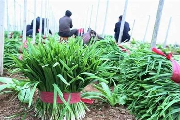 露地韭菜种植技术：掌握关键步骤，轻松实现高产高效