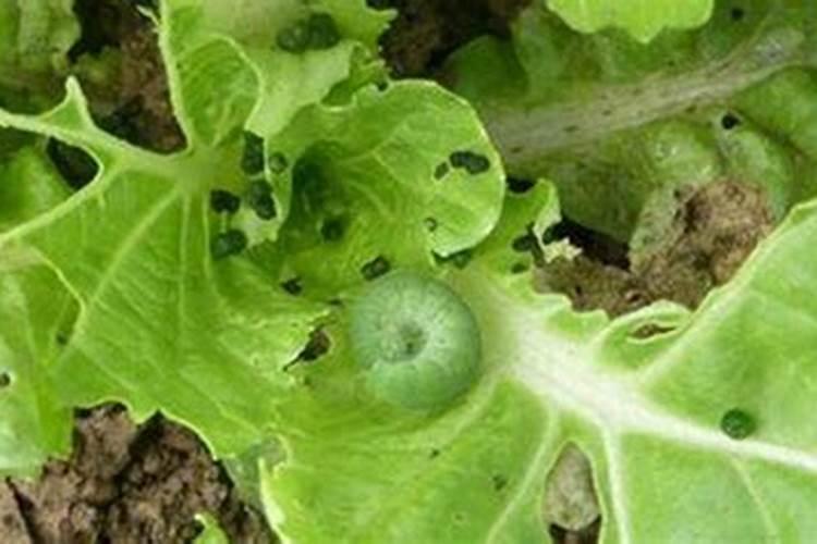 战胜黄杨虫族：有效防治策略与农药选择
