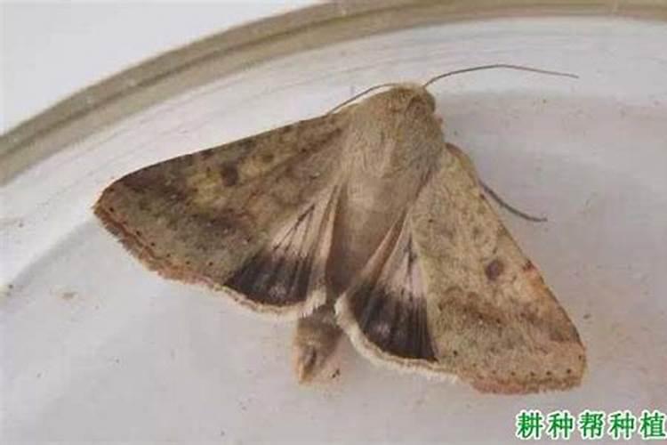 棉铃实夜蛾生活简史