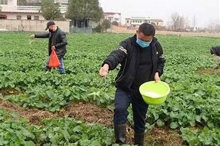 油菜施腊肥好处？
