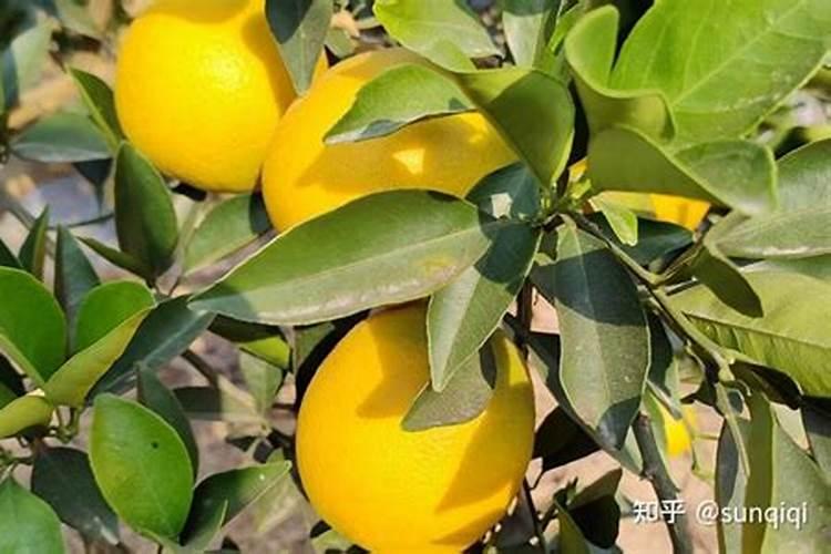 脐橙的营养管家：专用有机肥的正确打开方式？