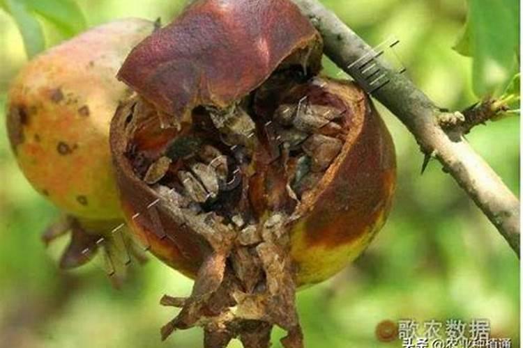 战胜石榴干腐病：策略与实践