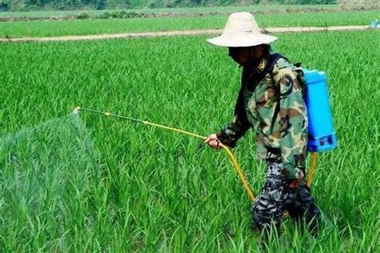 玉米田间的化学交响曲：除草剂与杀虫剂的和谐混用