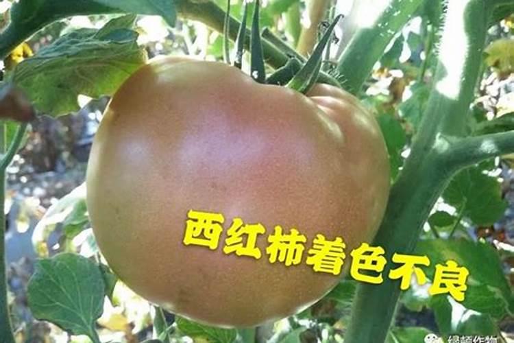 西红柿不转色是什么原因，该如何应对？