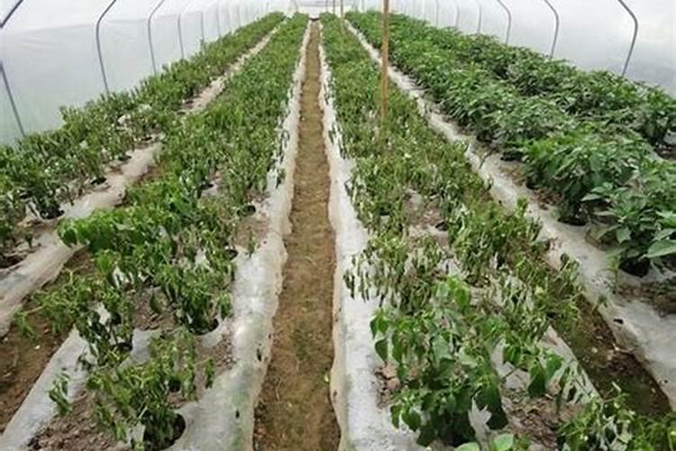 河北顺平辣椒施肥技术