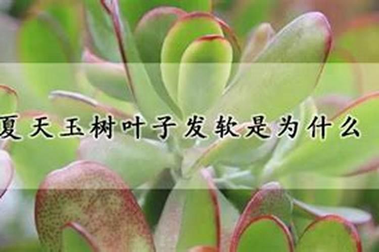 夏天玉树叶子发软是为什么玉树叶子发软是为什么