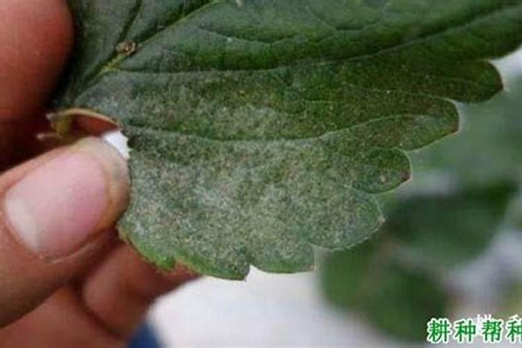 草莓红蜘蛛的防治有哪些办法？