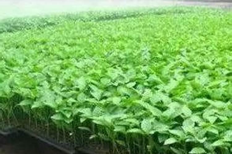 守护绿意初生：蔬菜苗期病害管理策略