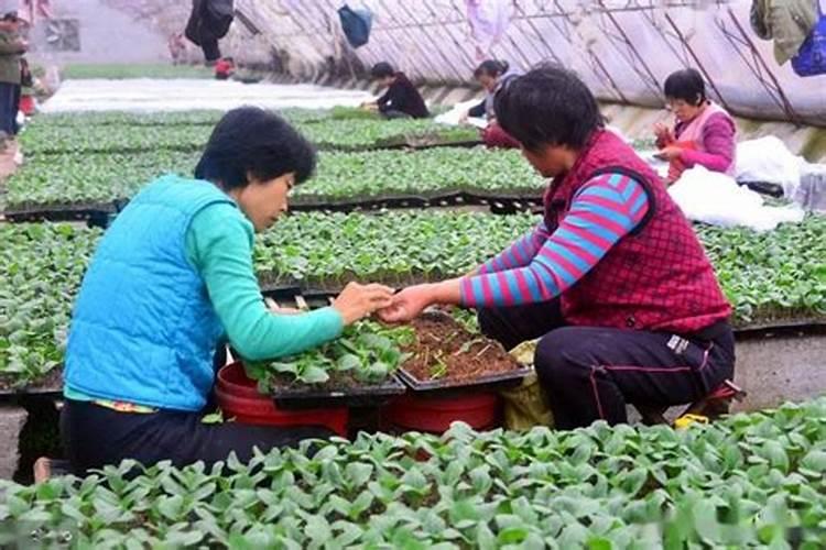 蔬菜“闪苗”应对有技巧