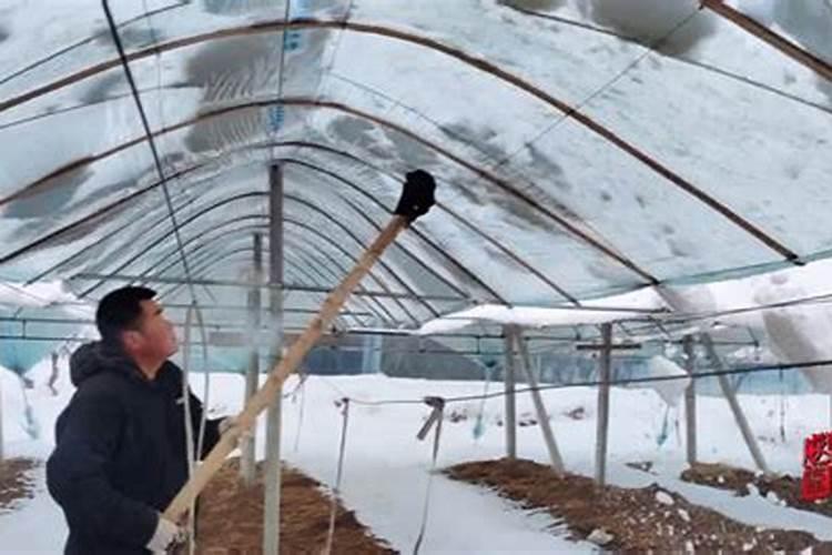 设施农业如何应对降雪？