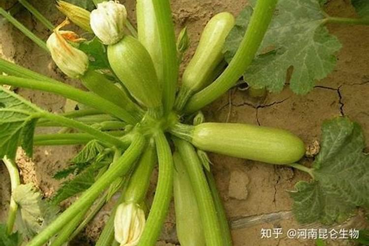 西葫芦软腐病有哪些防治方法？