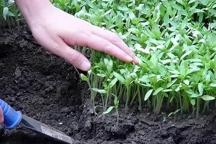 西红柿催芽的关键措施