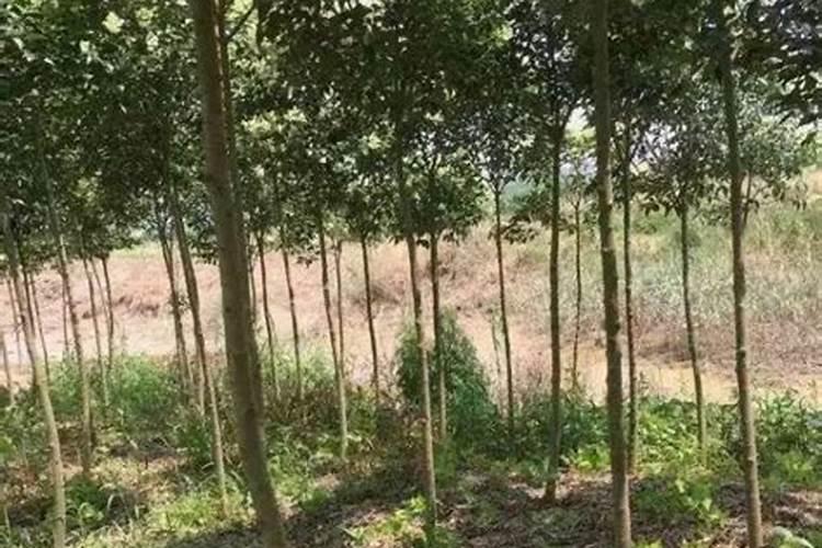 种植小叶女贞苗一亩地用多少斤种？