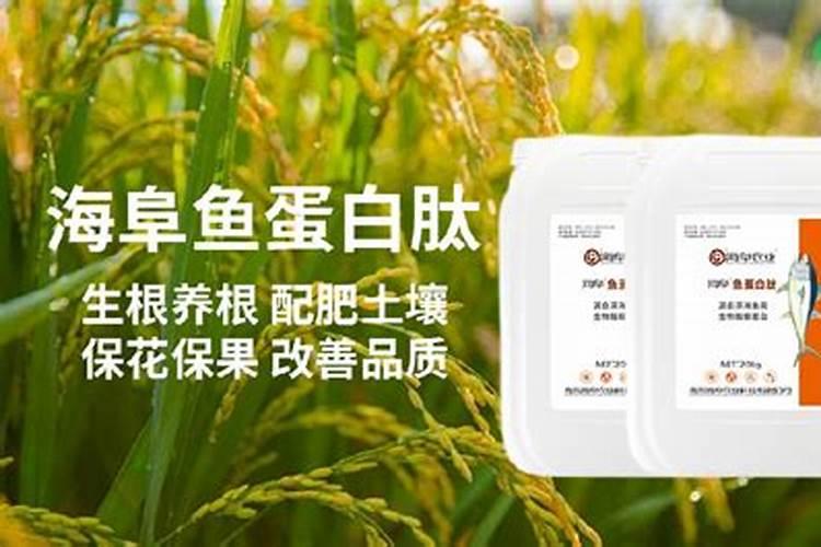 鱼蛋白水溶肥现在怎么用