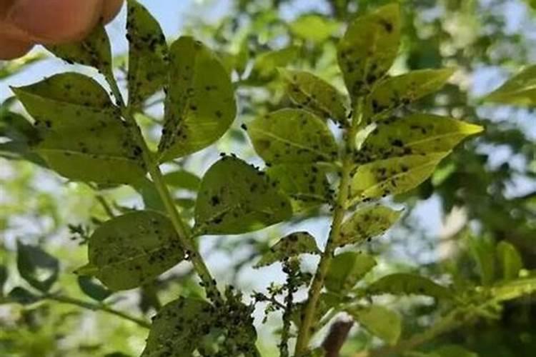 守护绿意盎然：花椒病虫害防治全攻略